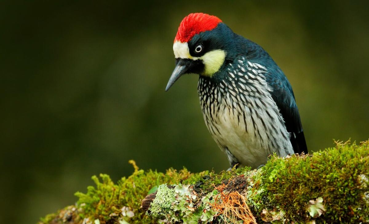 Sharing partners pays dividends for male acorn woodpeckers