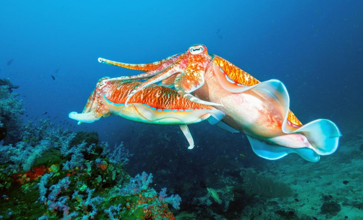 Old cuttlefish have a remarkable memory
