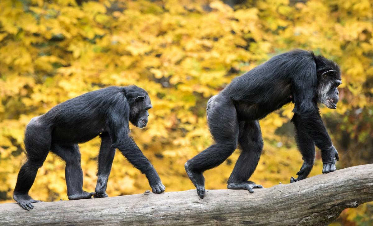Even chimpanzees need a wingman