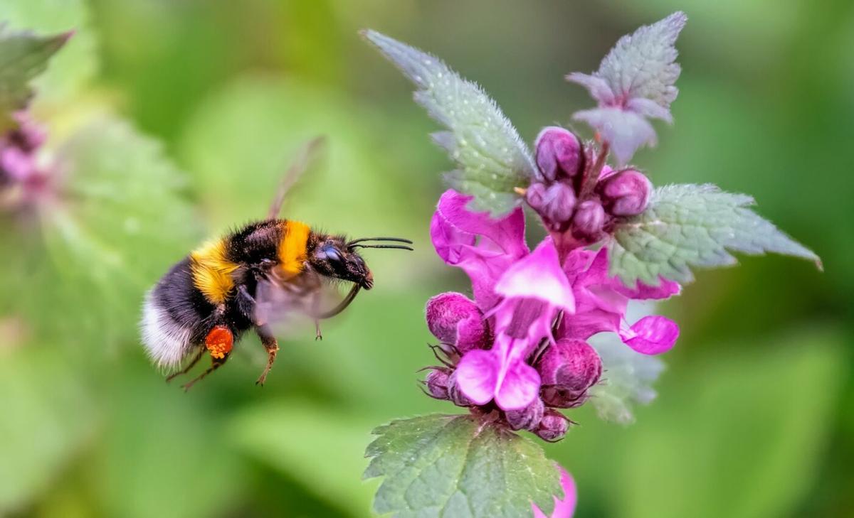 Bee flight performance drops under extreme heat