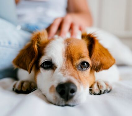 Dogs-well-being.jpg