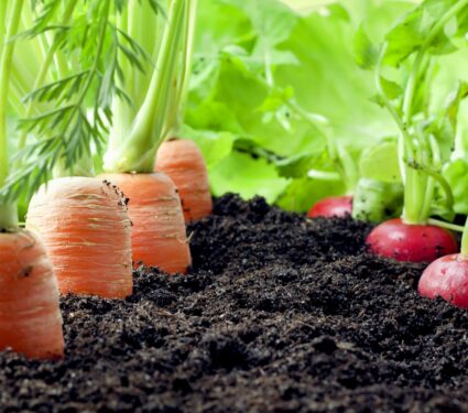 Sustainable-foods.jpg