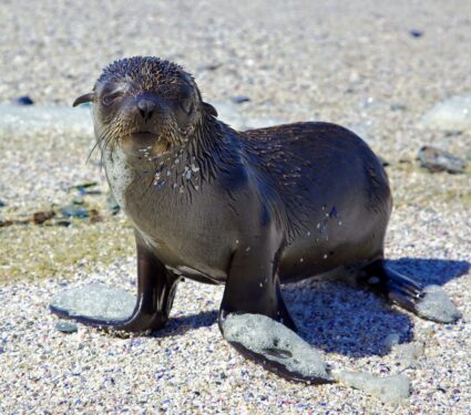 Cape-fur-seals.jpg