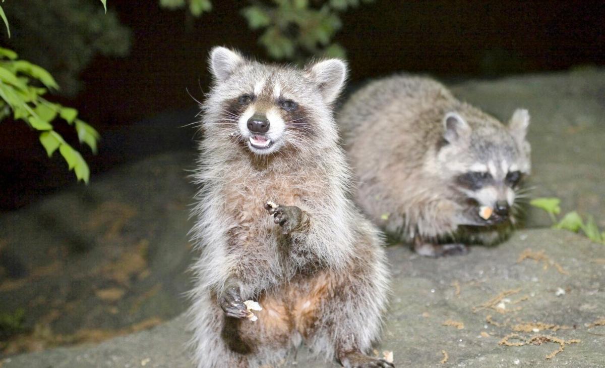 City dwelling mammals are getting bigger