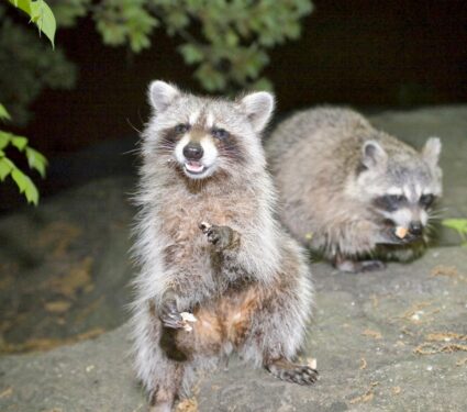 City-dwelling-mammals.jpg
