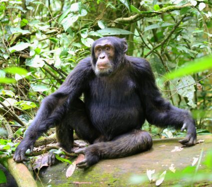 Western-chimpanzees.jpg