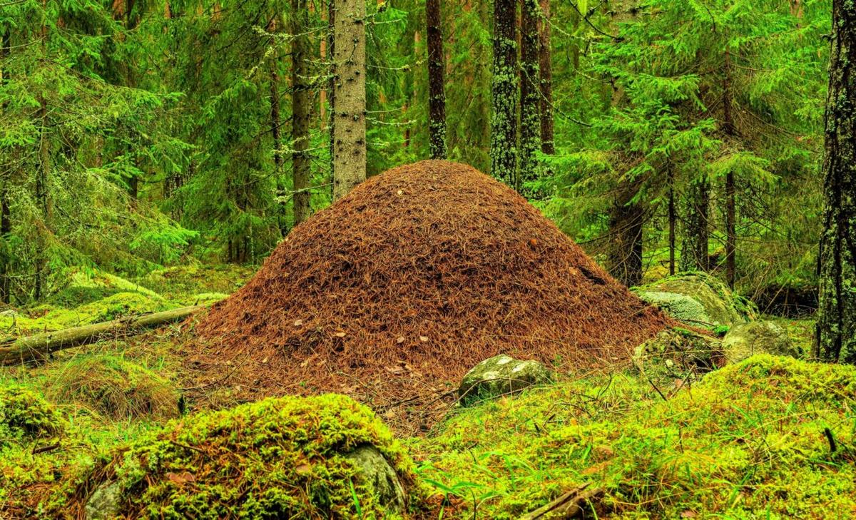 Ants’ underground cities are architectonic marvels