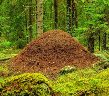 Ants.jpg