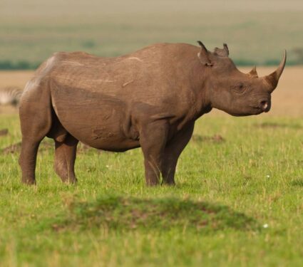 2021/08/Rhinoceroses2.jpg