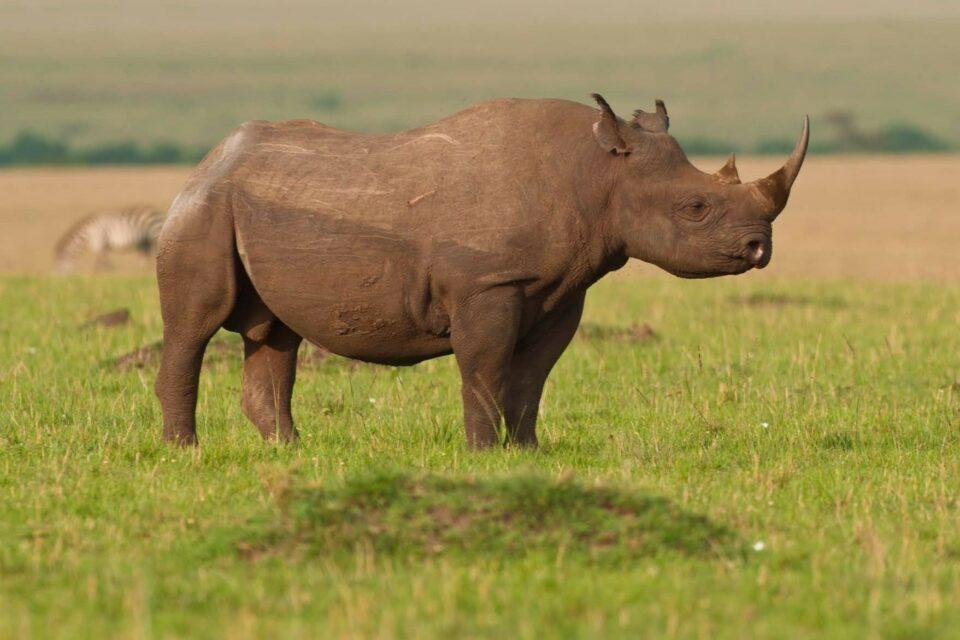 Rhinoceroses have always had low levels of genetic diversity