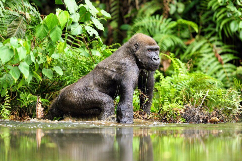 Breakthrough discoveries about the evolution of life on land