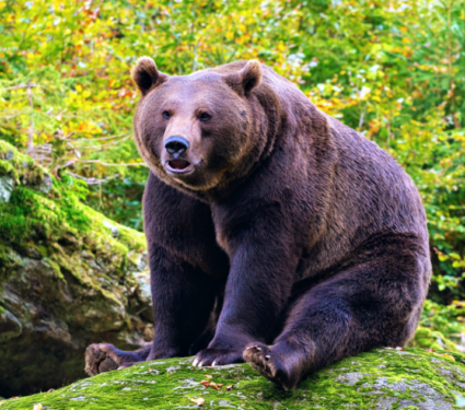 2021/08/Brown-bears.png
