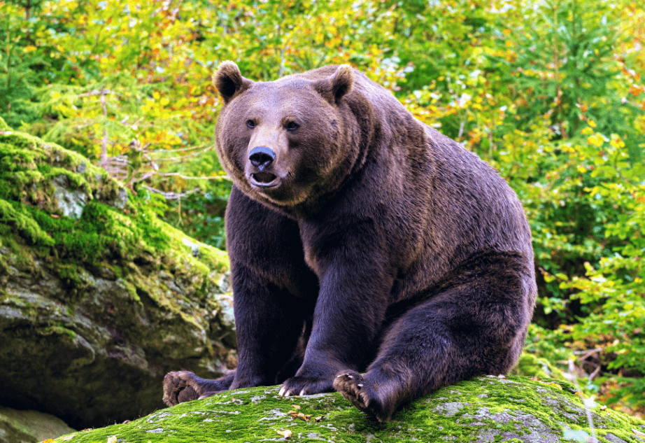 Antibiotic resistance discovered in wild brown bears