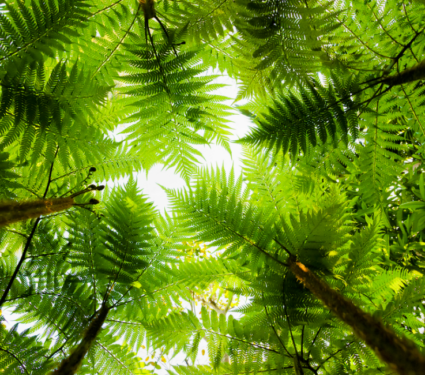 2021/08/African-mountain-forests.png