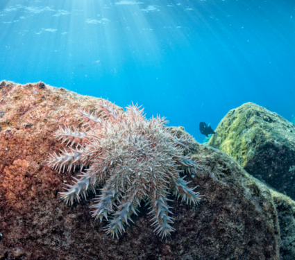 2021/08/Crown-of-Thorns-sea-star.png