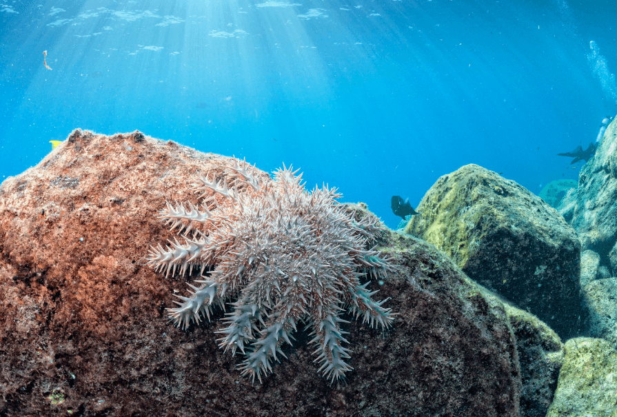 Reef-World launches Crown-of-Thorns cleanup guidelines
