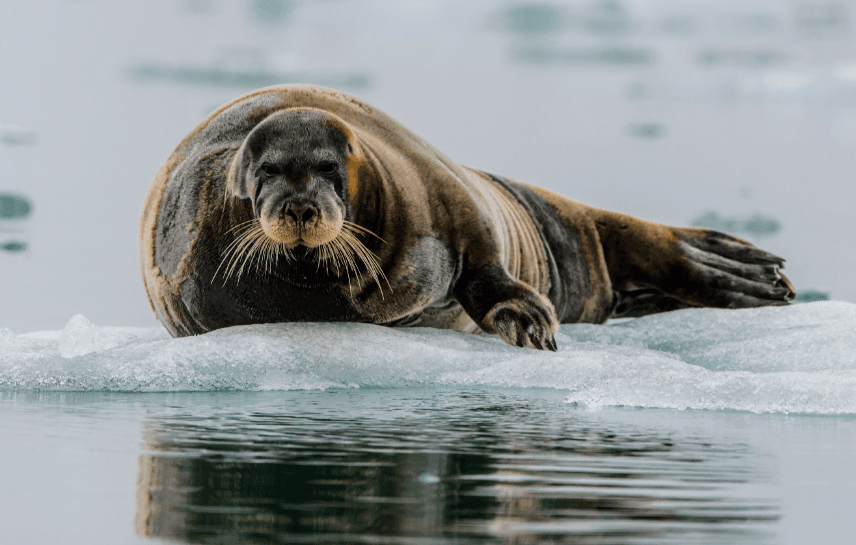 Climate change threatens seal hunting in Alaska
