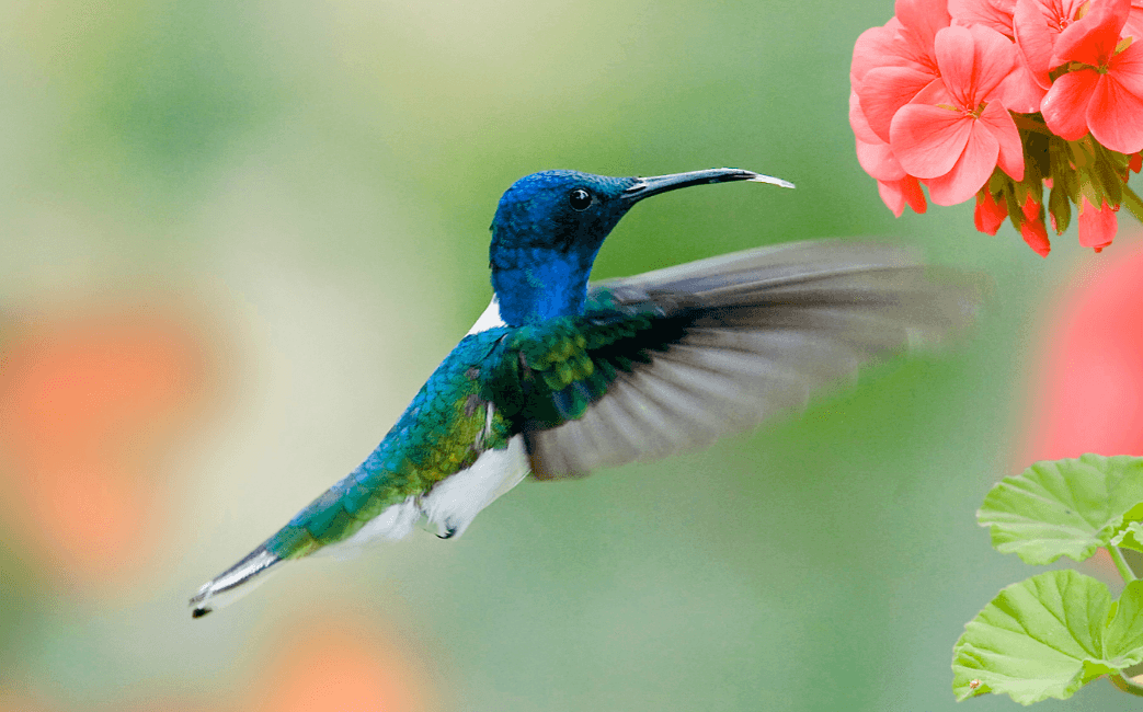 Female hummingbirds avoid harassment by looking like males