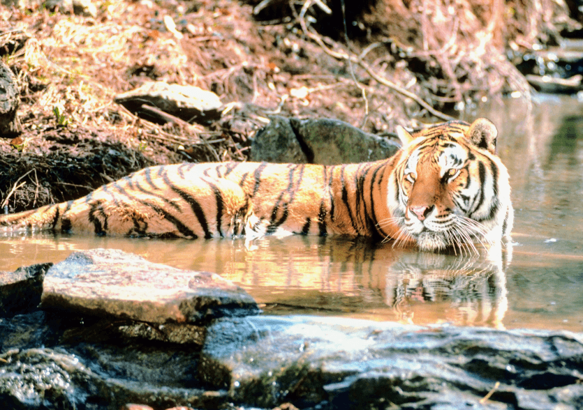The dangers of vertebrate extinctions