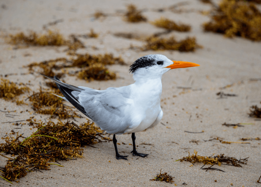 Surprising insights into the migrations of Arctic terns