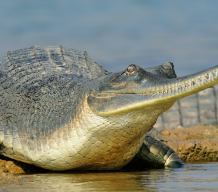 2021/08/Gharials2.png