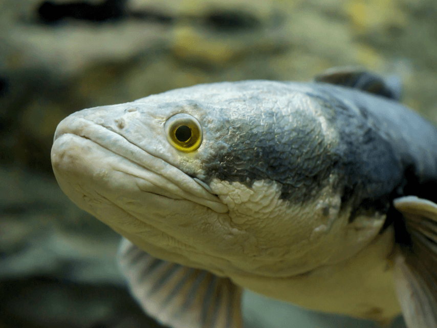 Bowfin fish proves that evolution can be flexible