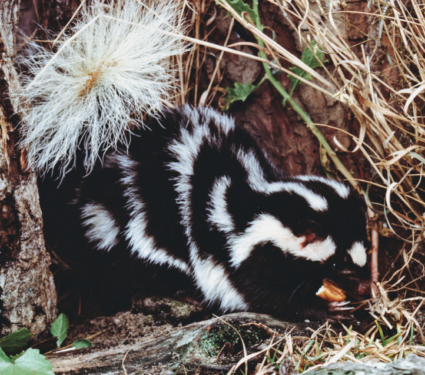 2021/09/Spotted-skunk.png
