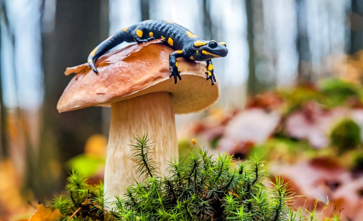 Elevation changes affect the speed of evolution