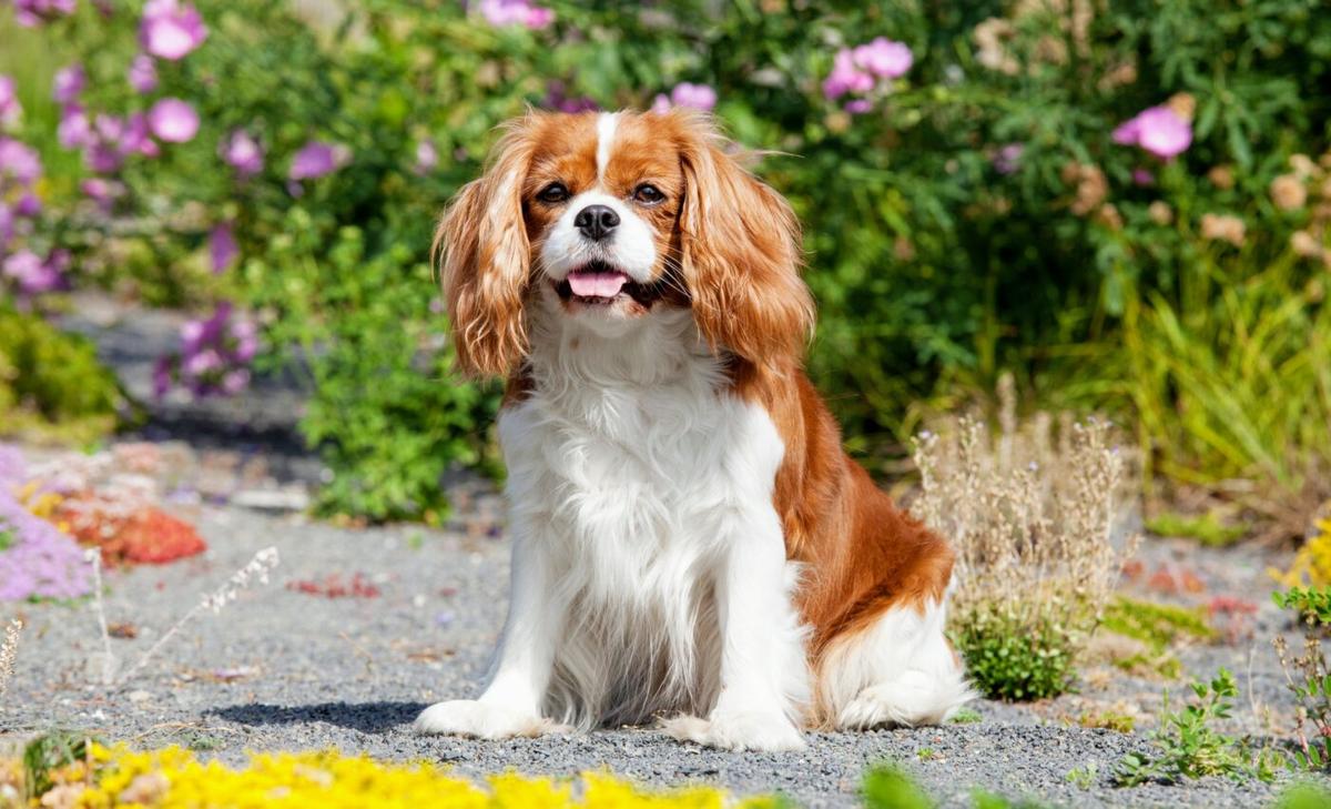 Cavalier King Charles spaniels carry harmful genetic variants