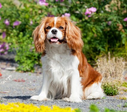 Cavalier-King-Charles-spaniels.jpg