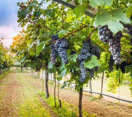 Vineyards.jpg
