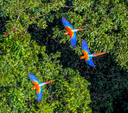 2021/09/Amazon-biodiversity.png