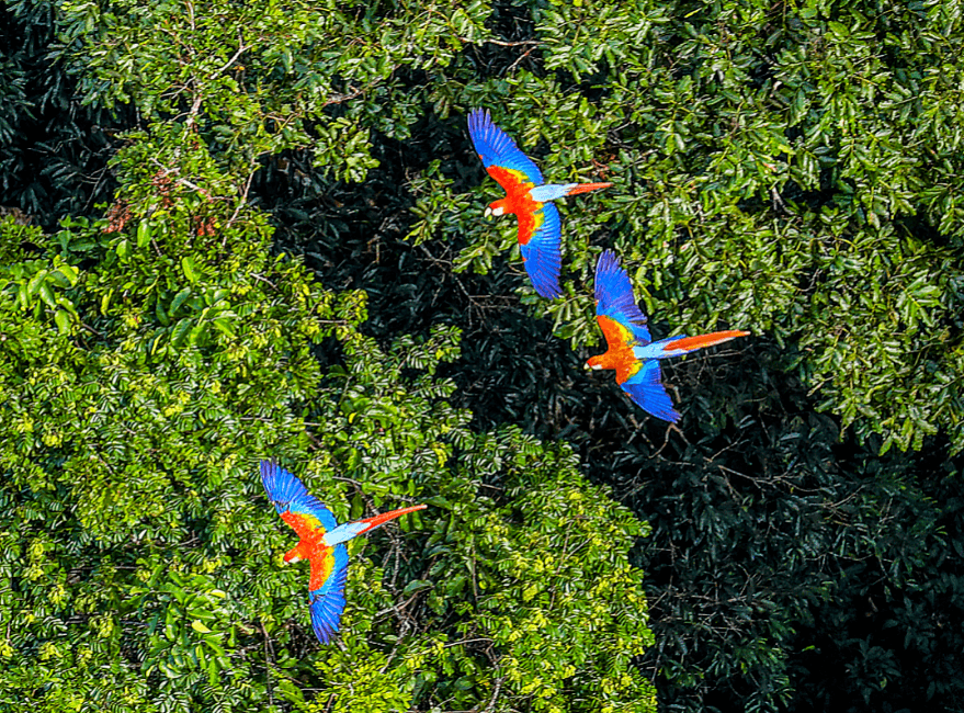 The impact of fire on Amazon biodiversity