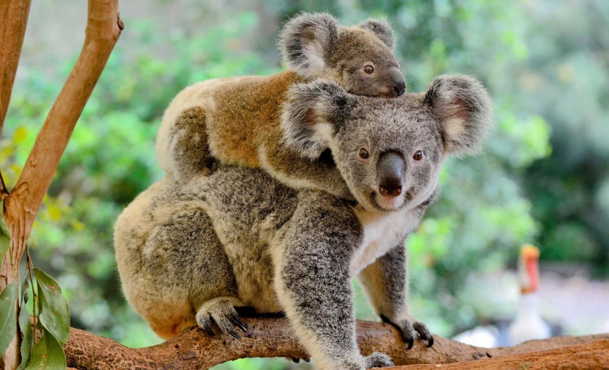 Action needed to save Australia’s plants and animals