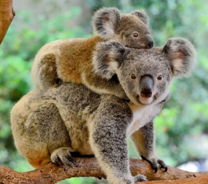Australias-animals.jpg