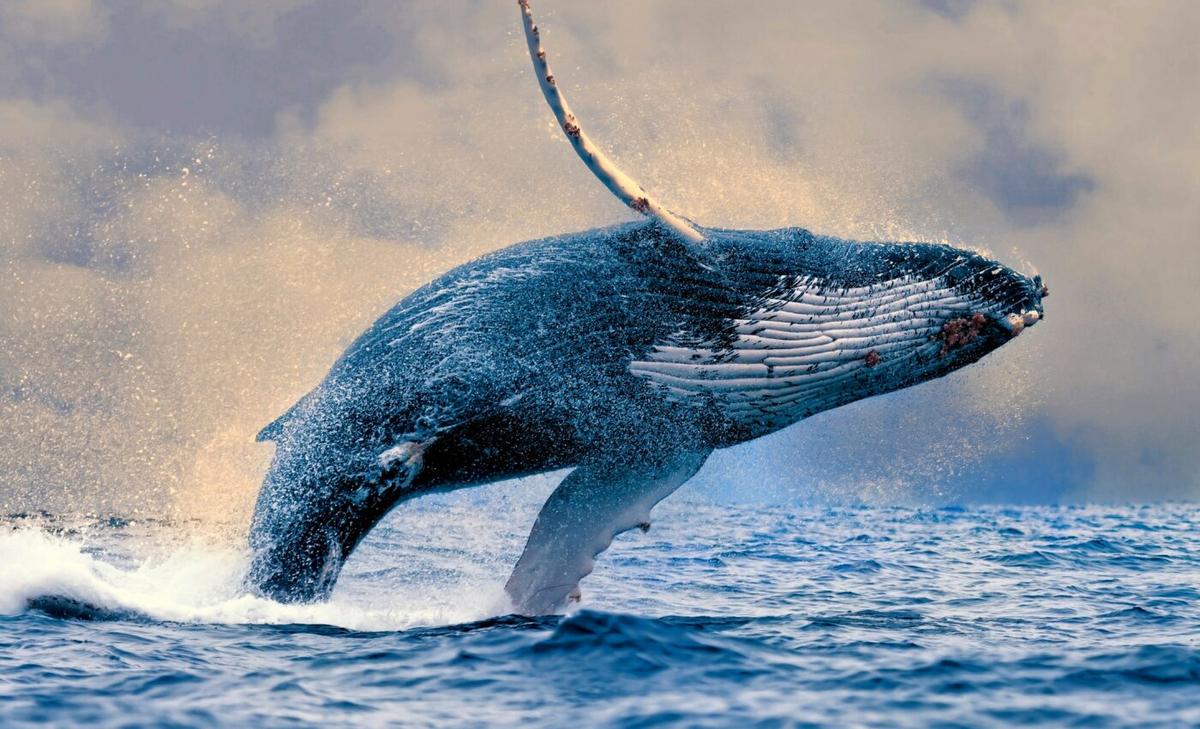 Whale songs are in a sophisticated league of their own