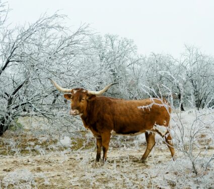 Extreme-winter-weather.jpg