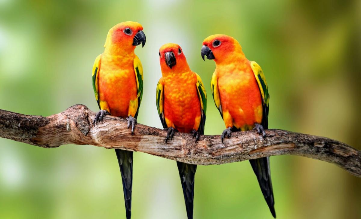Scientists explore the fascinating topic of vocal learning in animals