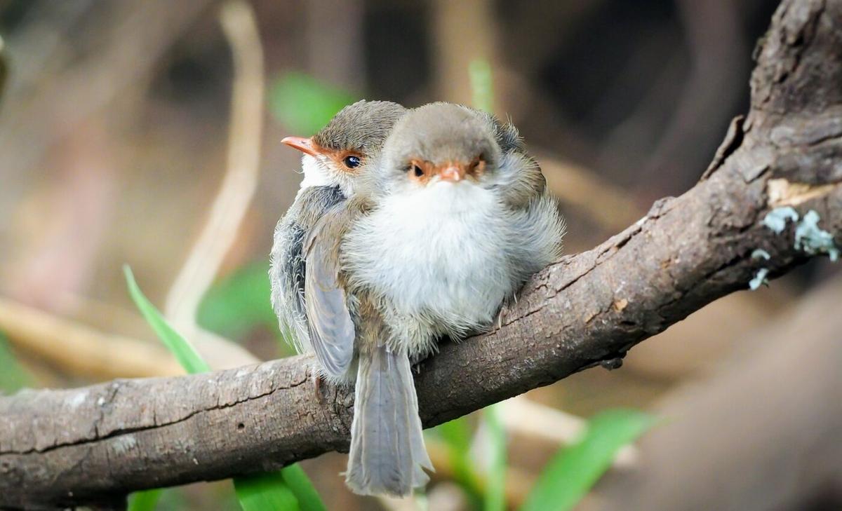 Baby birds can learn sounds before birth