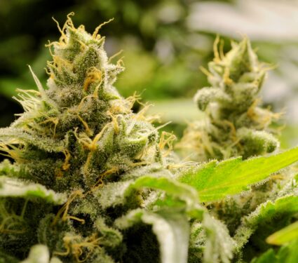 Cannabis.jpg