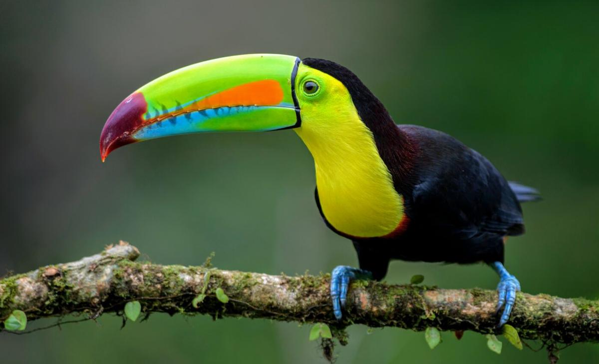 Animals are “shapeshifting” to survive climate change