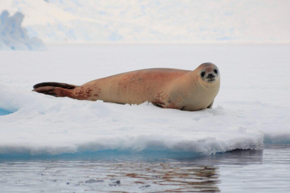 Some seals will struggle more than others to survive climate change