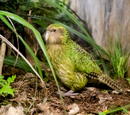 2021/09/Flightless-parrots-.png