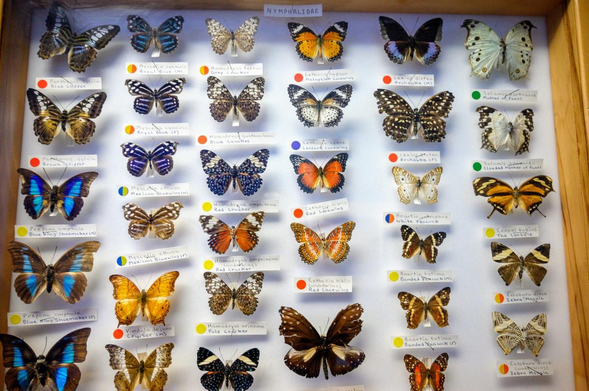 Museum collections reflect species abundance in the wild