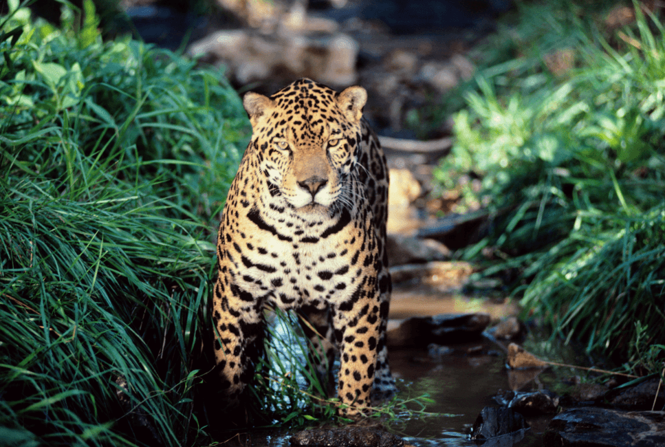 Tropical forest fragmentation is progressing at an alarming pace