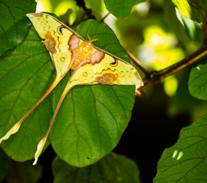 Indian,Moon,Moth,(actias,Selene),In,Tropical,Rainforest,South,East