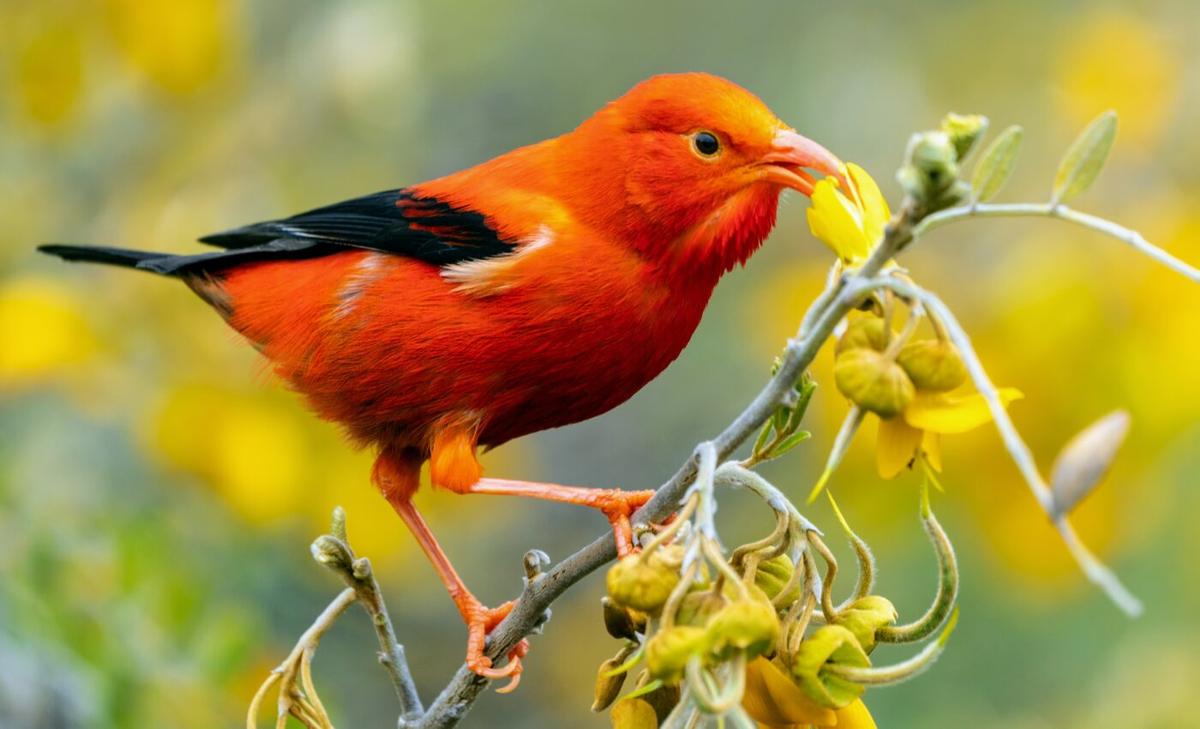 Avian malaria affects wild birds worldwide