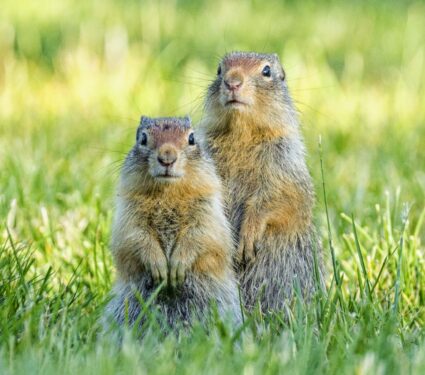 2021/09/Ground-squirrels.jpg