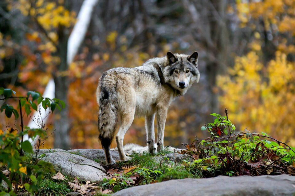 Wolf populations are expanding across Europe