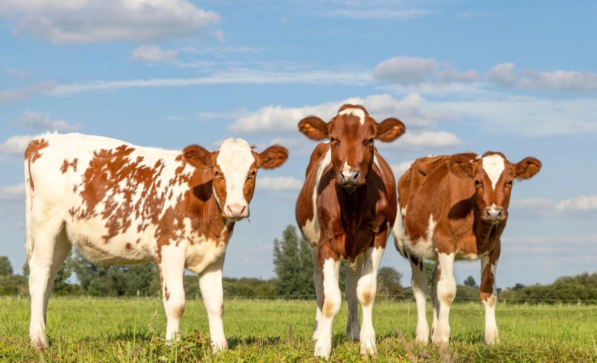 Toilet training cows may reduce ammonia emissions